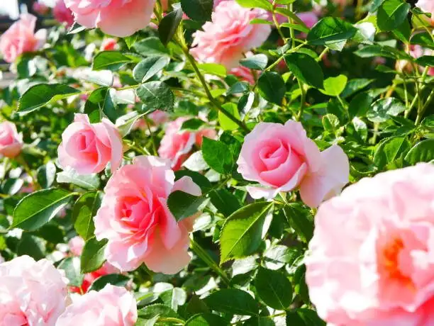 Black Spot vs. Powdery Mildew: The Ultimate Monthly Rose Rescue Guide