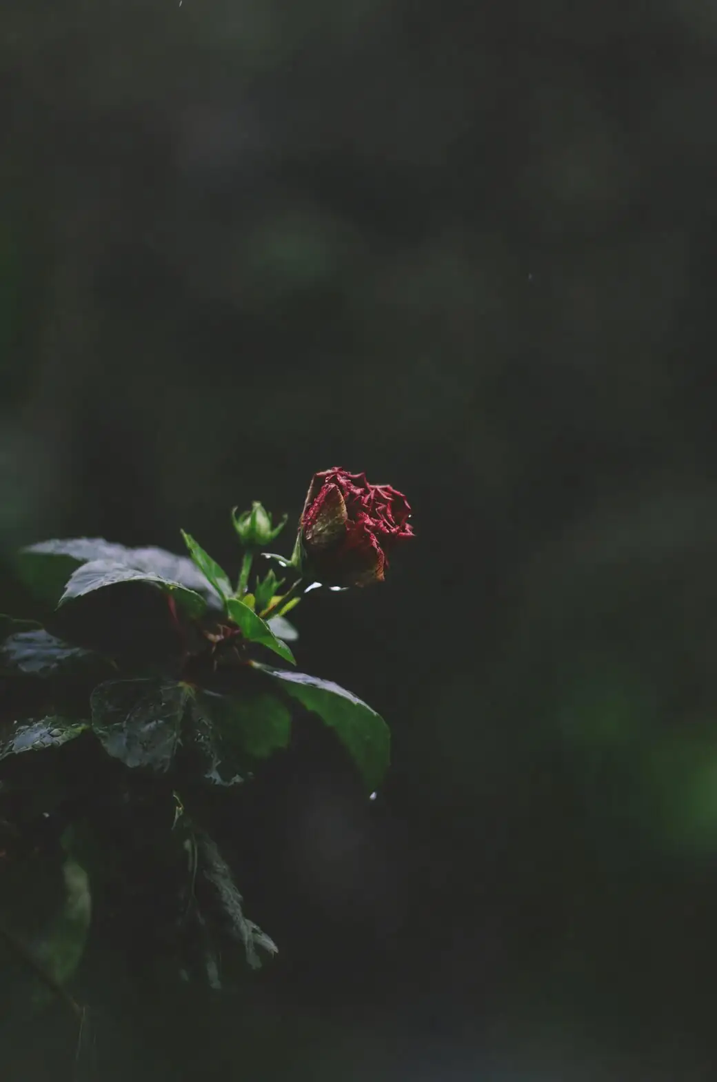 rose powdery mildew on leaves
