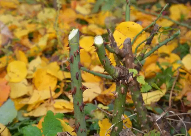 rose cane pruning clean cut