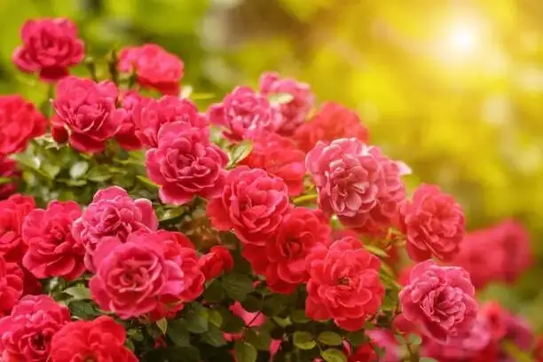 The Rose That Changed the World: How China’s ‘Monthly Rose’ Taught Europe to Rebloom