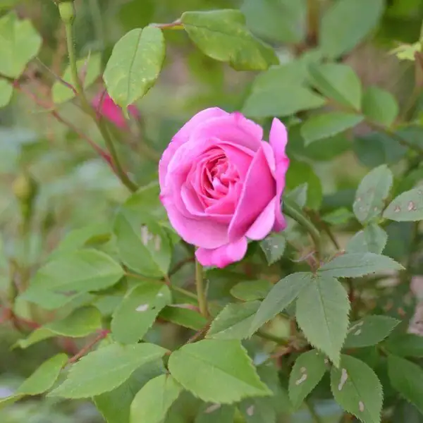 Rosa chinensis double flower close-up