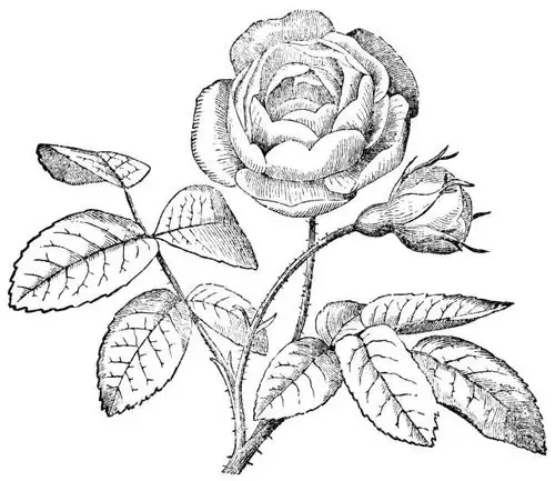 Rosa chinensis botanical illustration 19th century