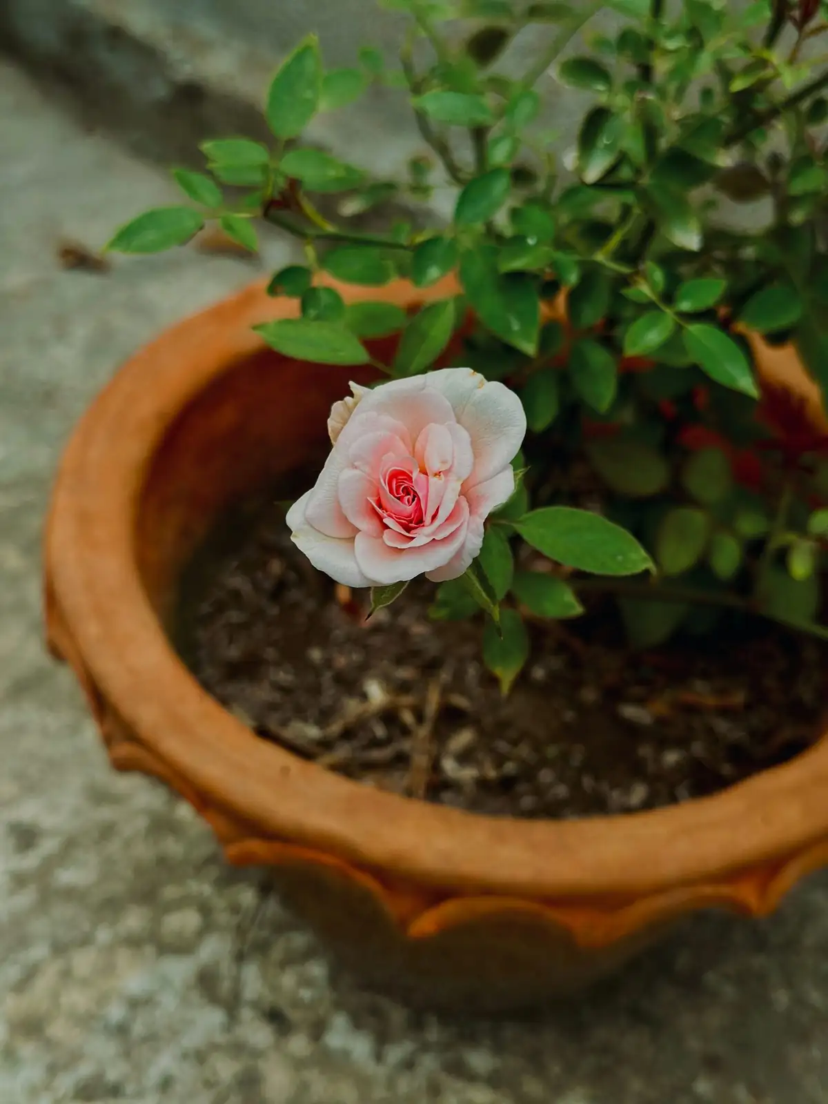 Rosa chinensis miniature windowsill pot