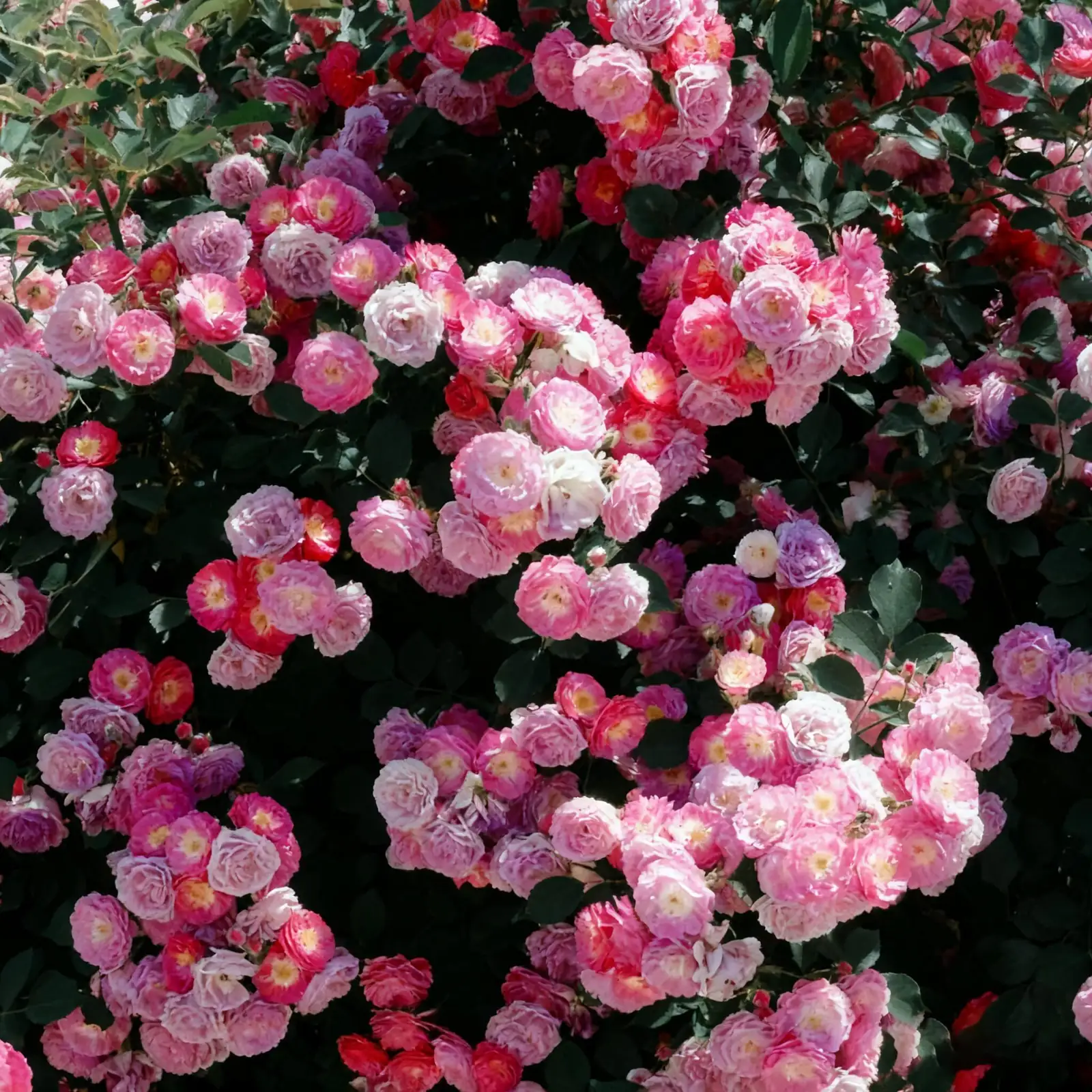 Prickles, Not Thorns! 10 Quirky Facts About the Ever-Blooming Chinese Rose