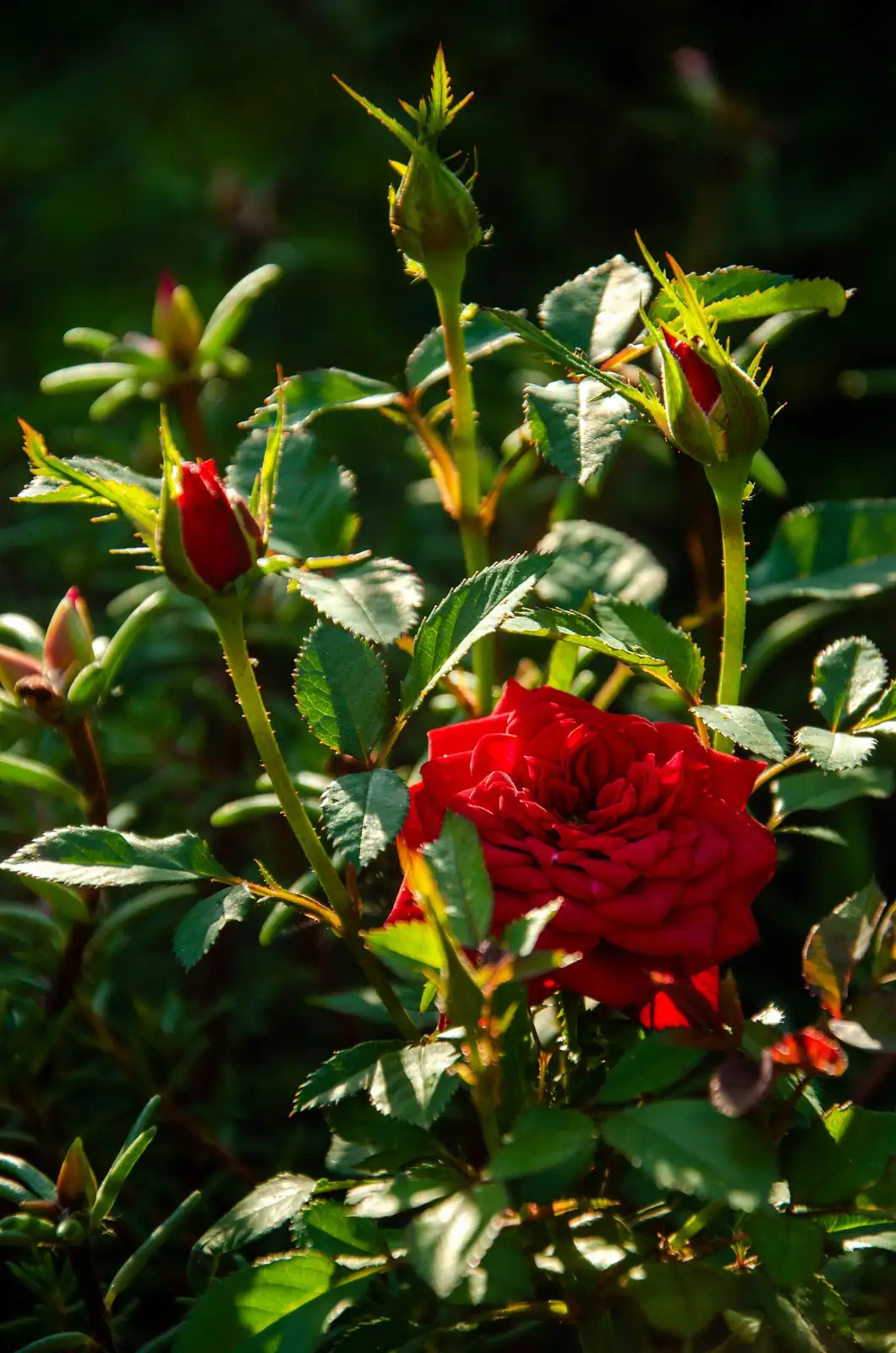 Chinese rose miniature and shrub