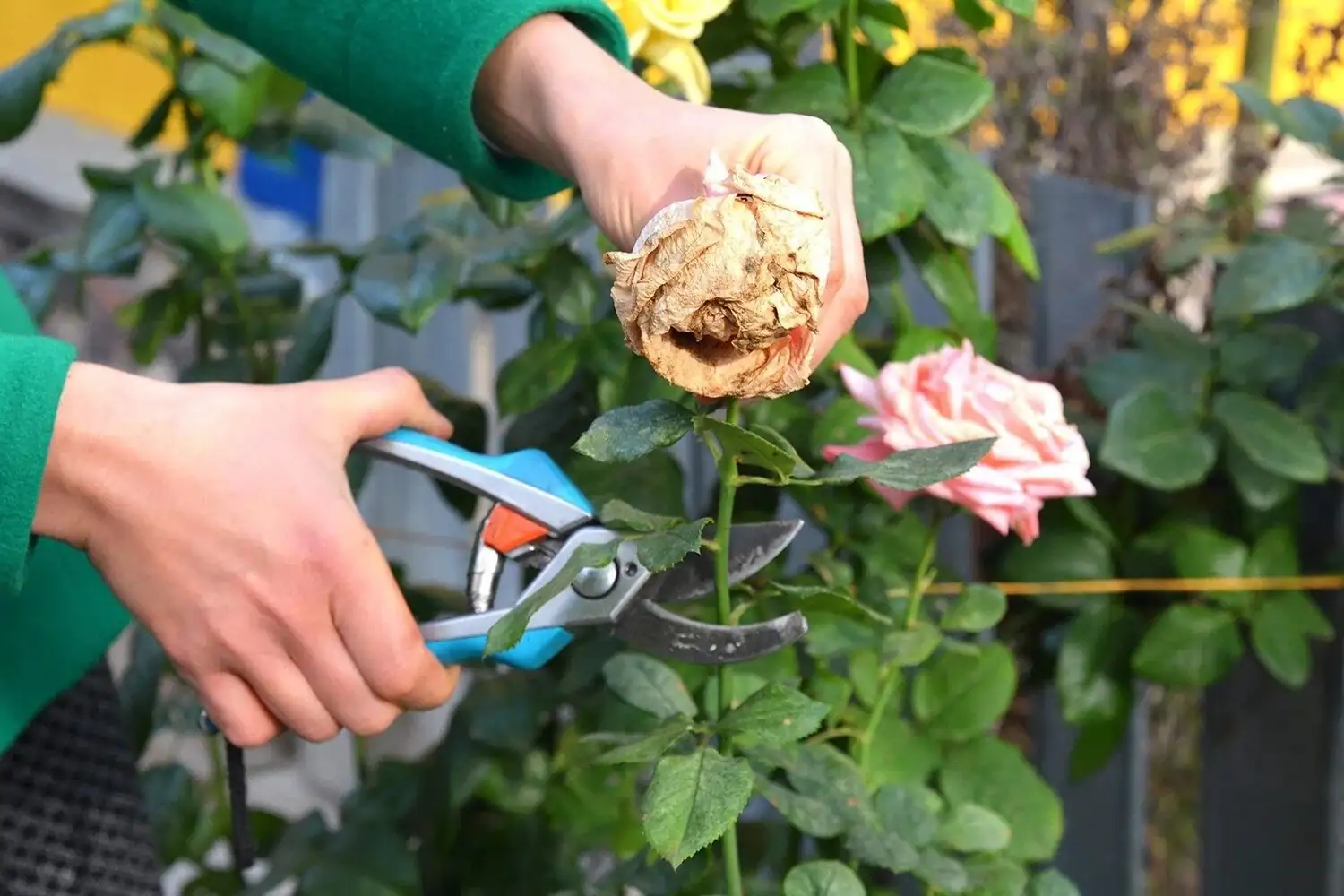 Chinese rose pruning above five leaflets