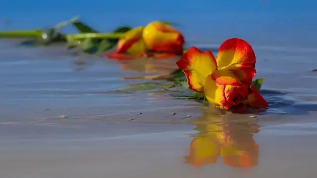 Chinese rose cuttings in sand