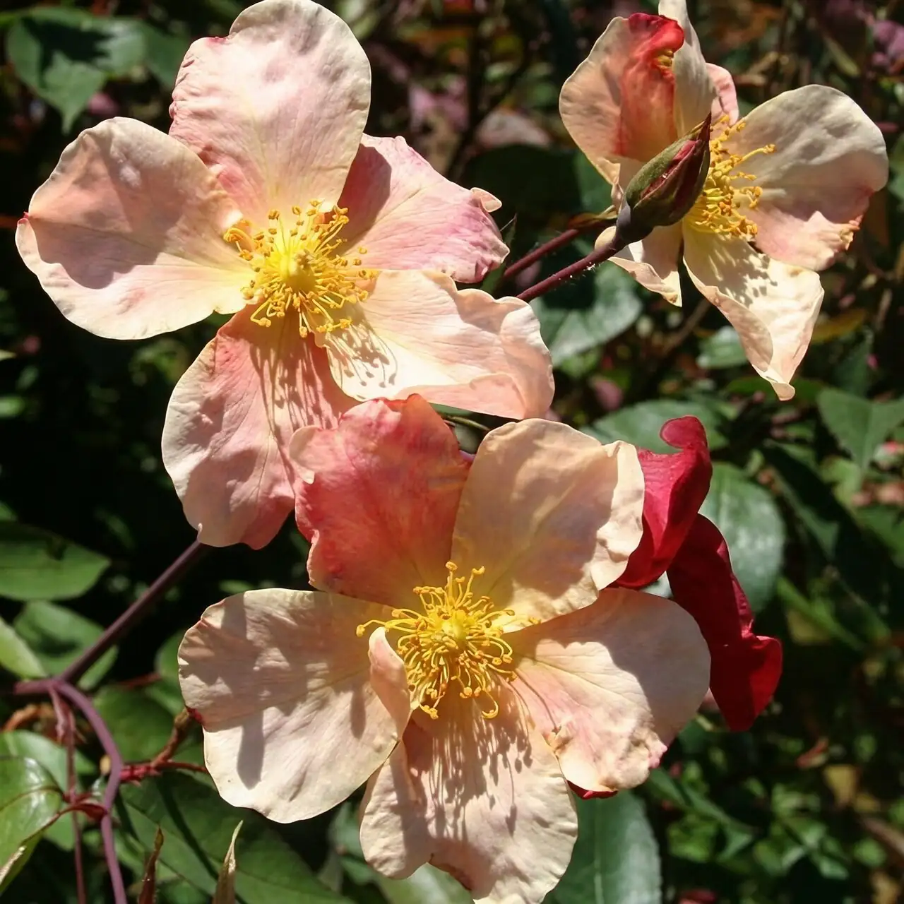 From Yueji to ‘I Love You’: The Flower Language of Chinese Rose—Origins, Meanings, and Modern Gift Etiquette