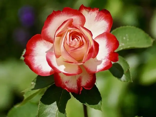 Chinese rose multicolor bouquet close-up