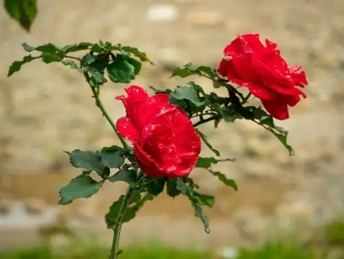 15-Day Cuttings? Believe It—A Propagation Masterclass for Rosa chinensis