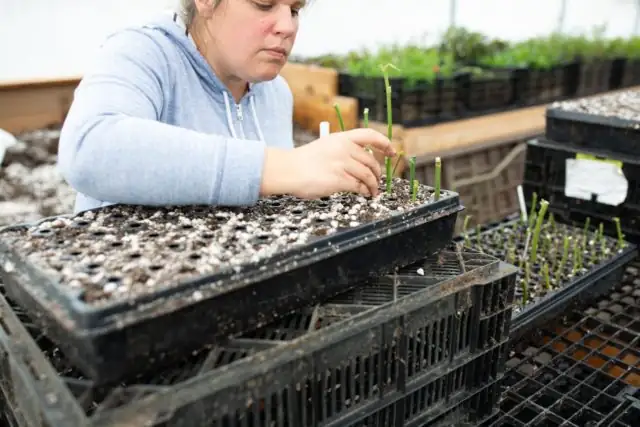 Rosa chinensis cuttings propagation tray