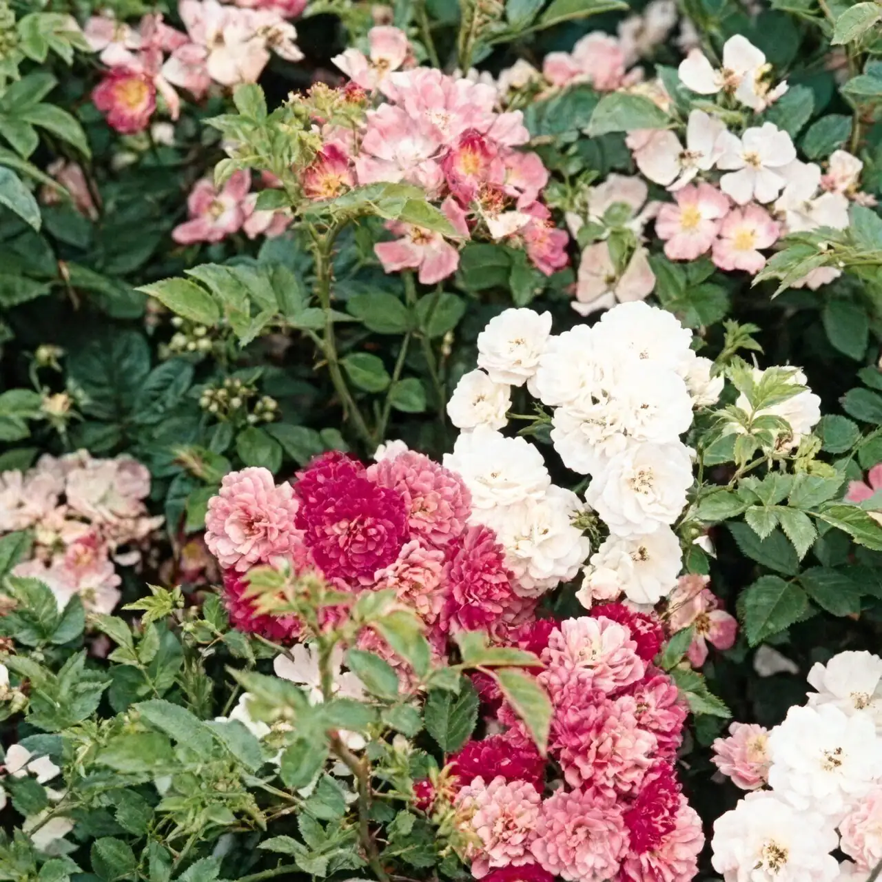 Balcony Showstopper: Design a Sun-Soaked Rose Corner That Blooms for Months