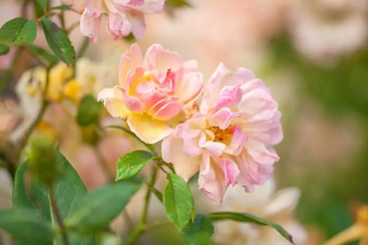 rosa chinensis watering at base