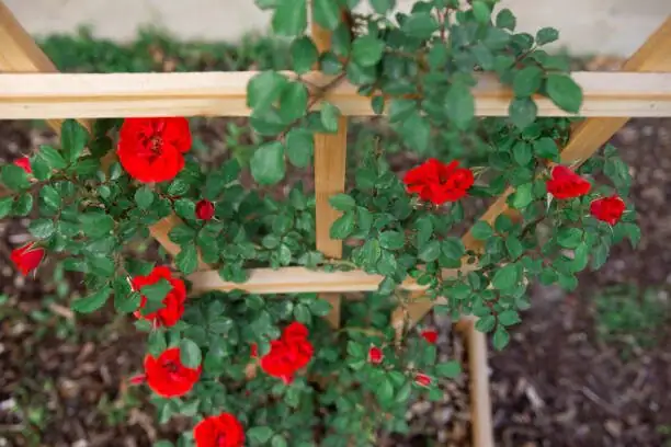 rosa chinensis trellis training container