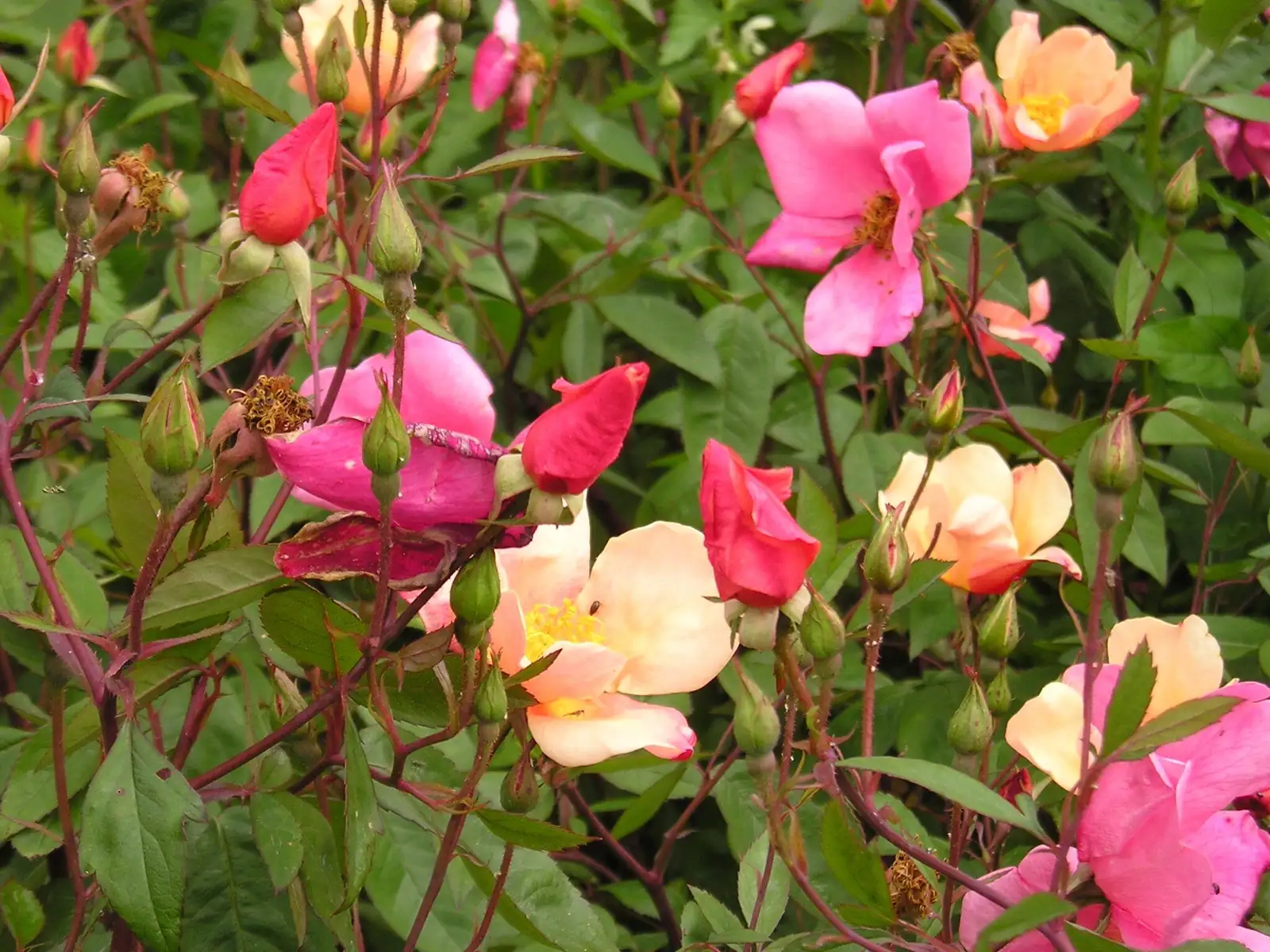 rosa chinensis mixed colors balcony