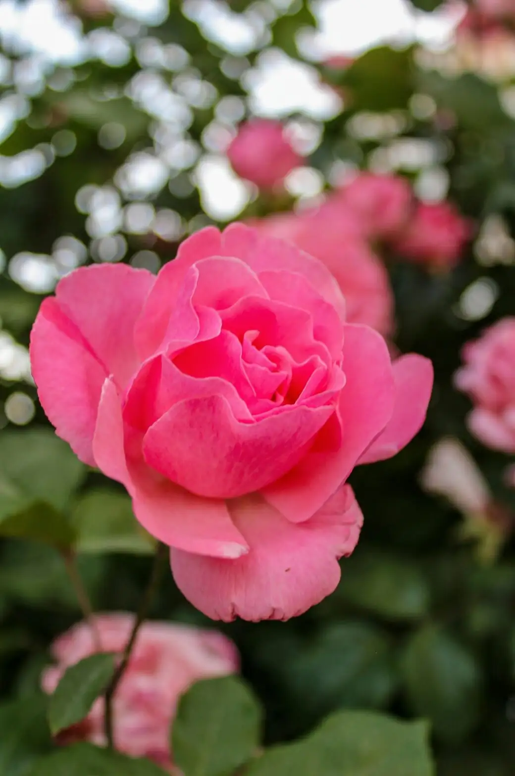 Perfume and Pest Patrol: Best Companion Plants for Chinese Roses (and What to Avoid)