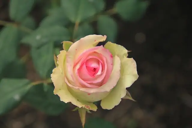Chinese rose with thyme and alliums