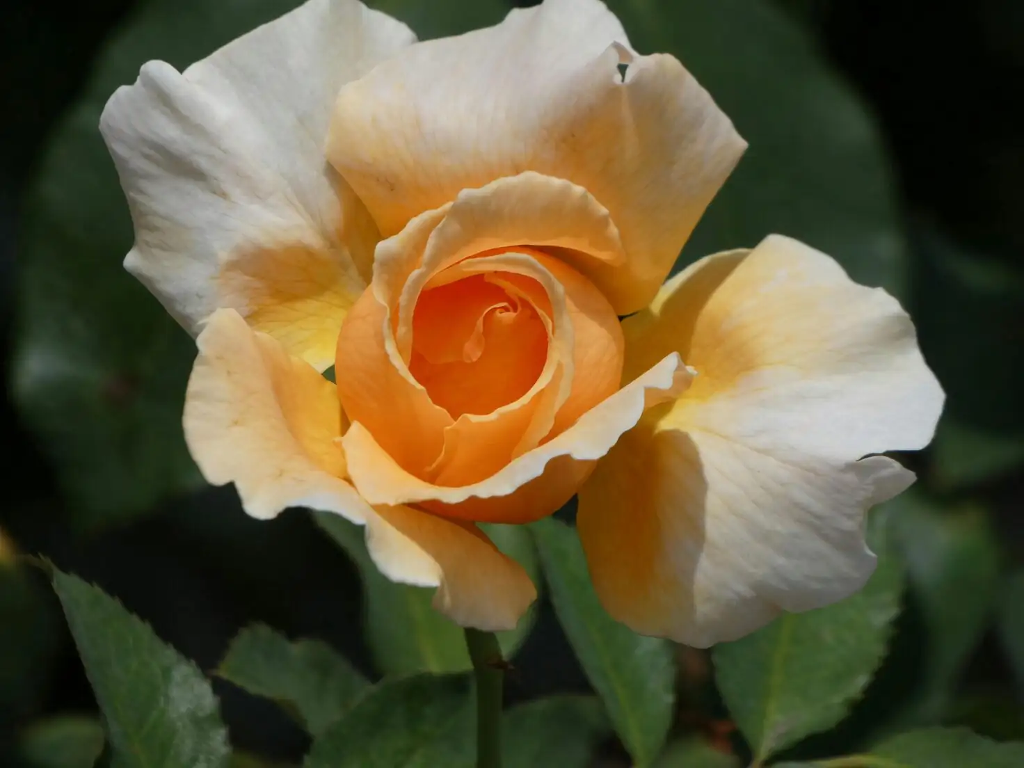 Chinese rose garden spacing overhead