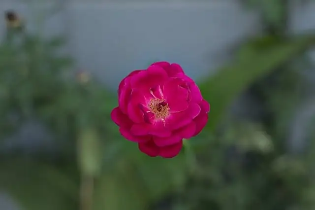 Heatwave-Proof Your Roses: Shade Hacks, Water Timing, and Petal-Safe Colors