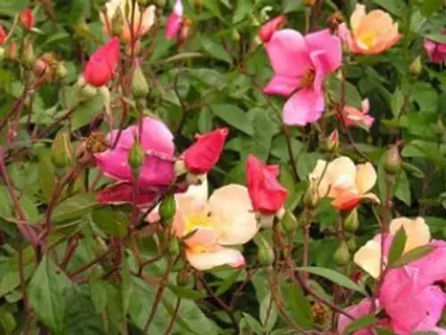 Rosa chinensis morning deep watering