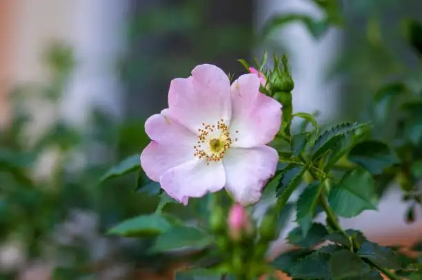 Rosa chinensis apricot pink blooms sunlight