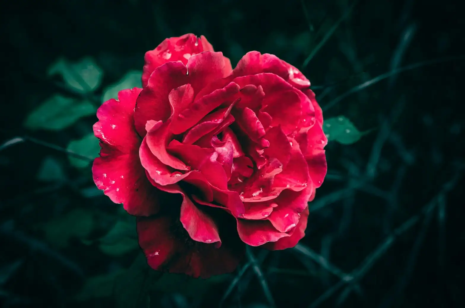 Chinese rose reflexed sepal close-up