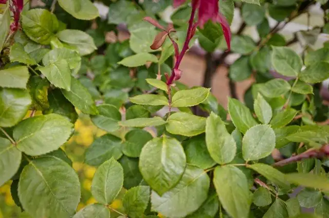 Chinese rose stem cut above five-leaflet