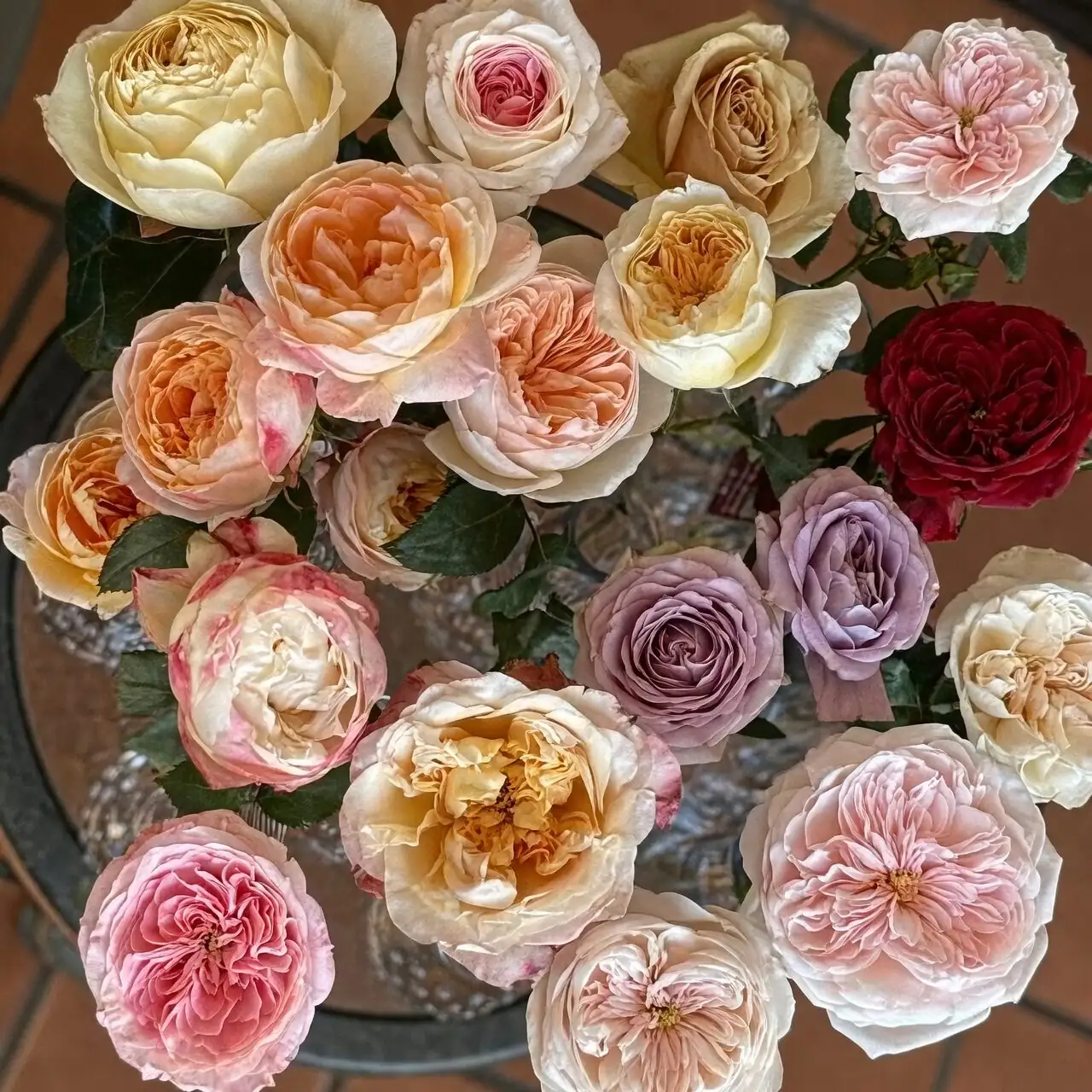 Chinese rose stems hydrating in bucket