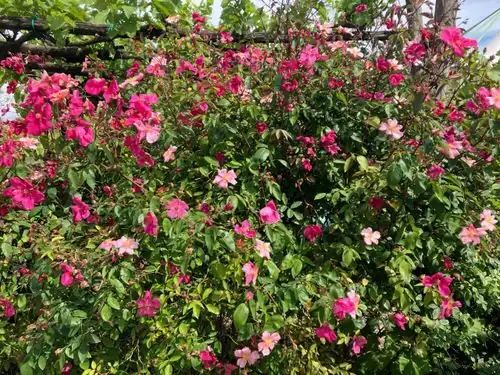 Prune Like a Pro: Timing, Deadheading, and Disbudding for Big, Repeat Blooms