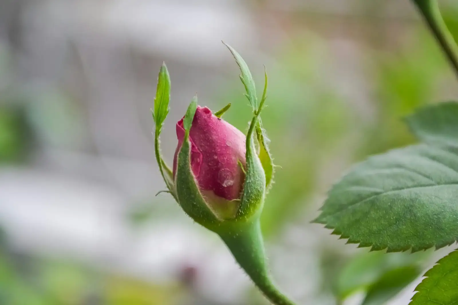 rosa chinensis outward bud pruning close-up