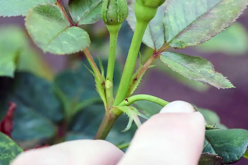 rosa chinensis deadheading five leaflet leaf