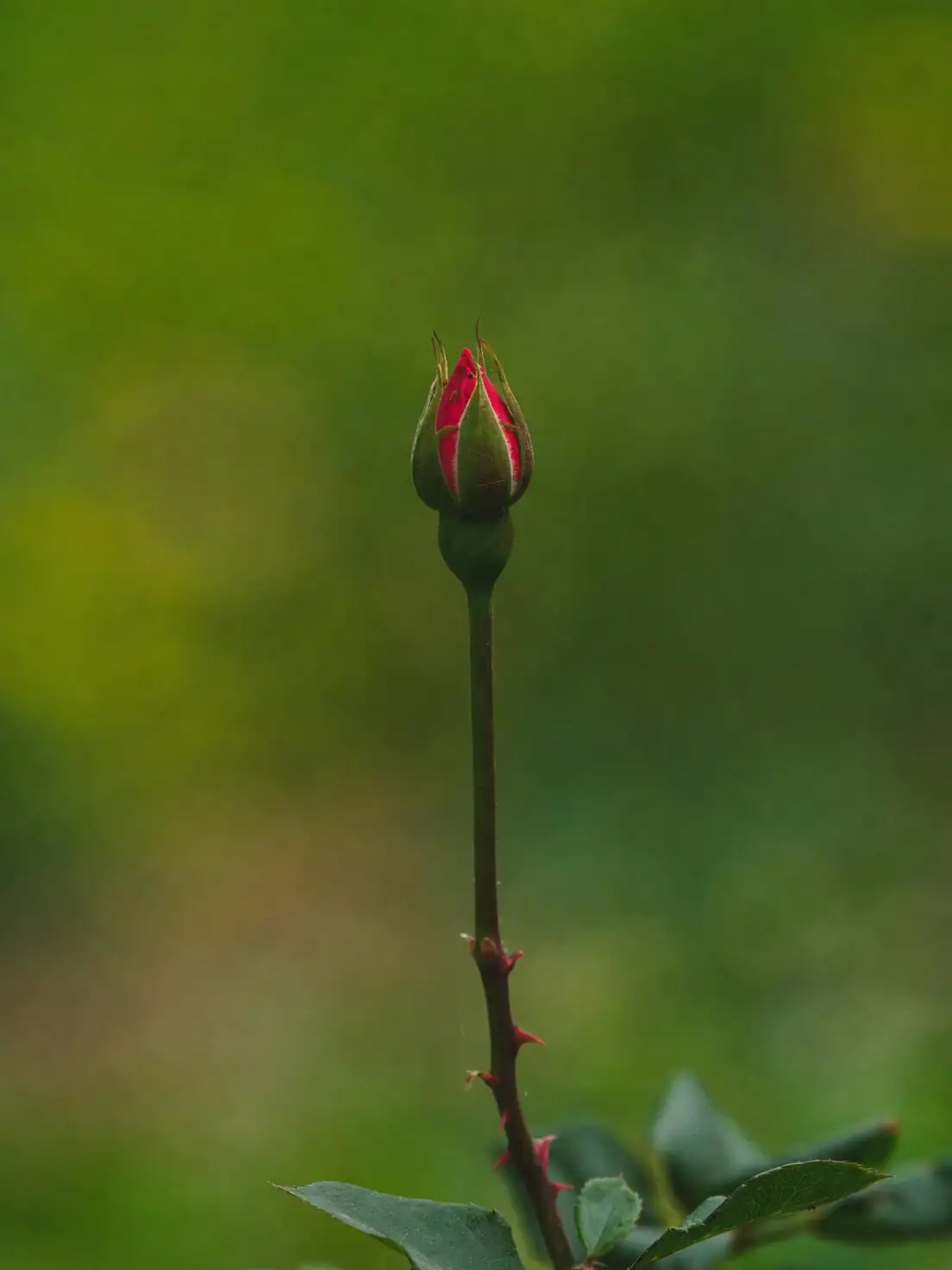 rosa chinensis disbudding central bud close-up