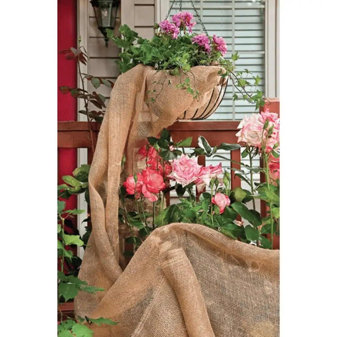 Zone 5? No Problem: Wintering Chinese Roses with Mulch, Windbreaks, and Smart Timing