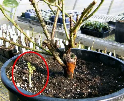 Chinese rose graft union mulch