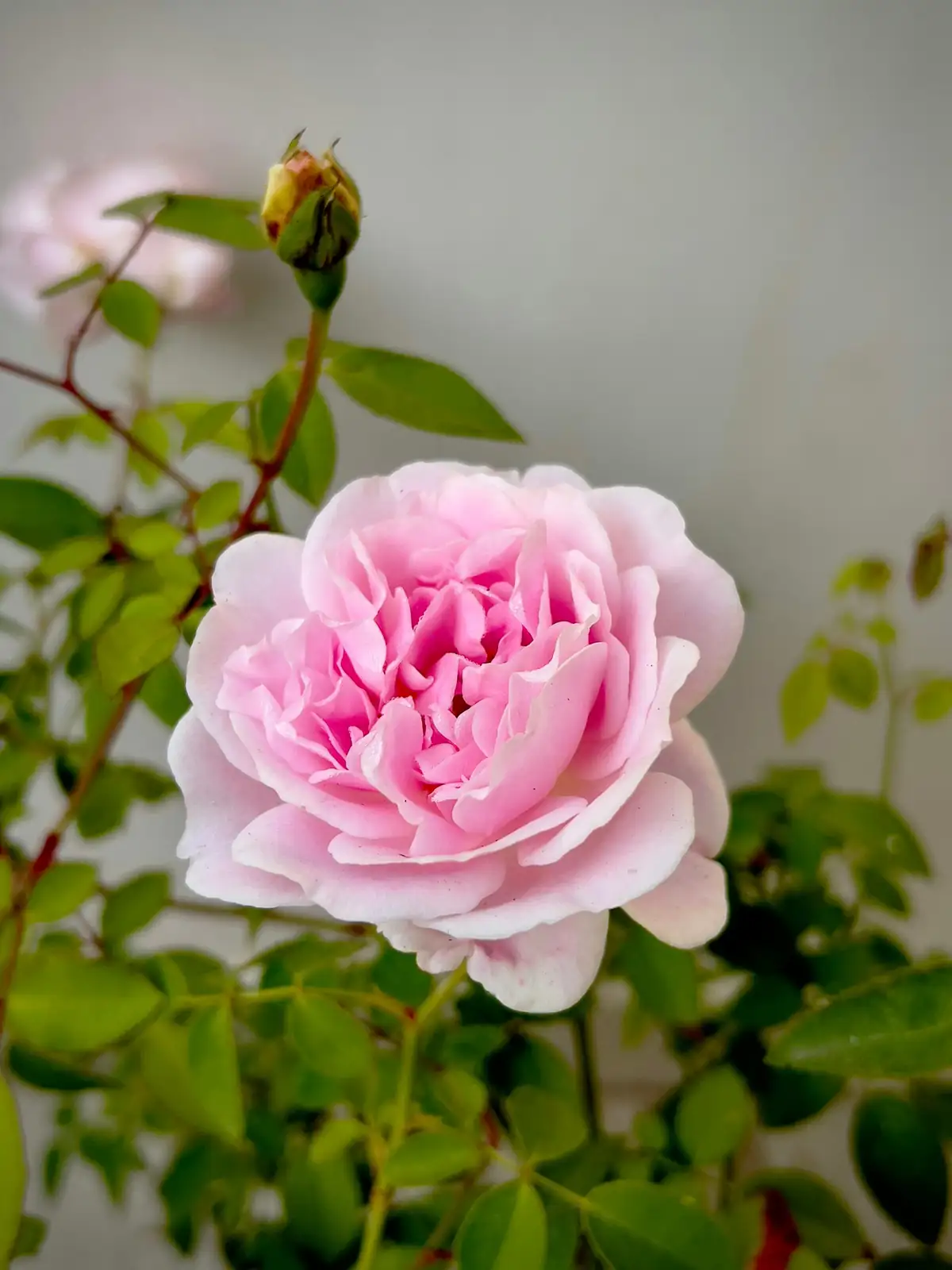 Chinese rose winter watering base