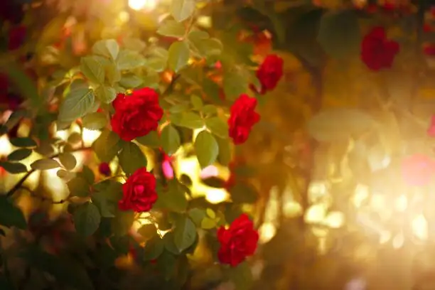 Chinese rose spring blooms garden