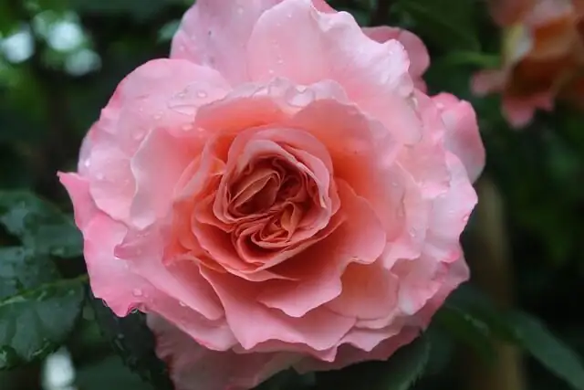 rose watering can morning balcony