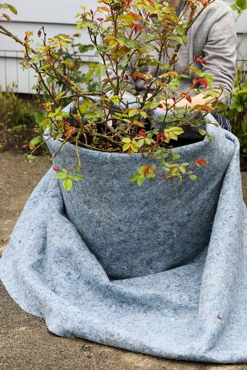 rose pot raised white outer pot