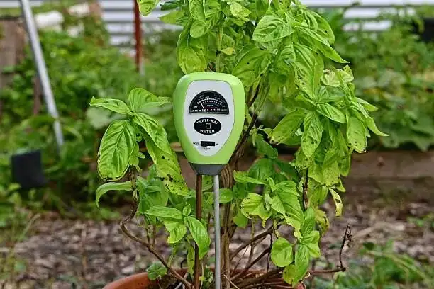 rose soil moisture test hand