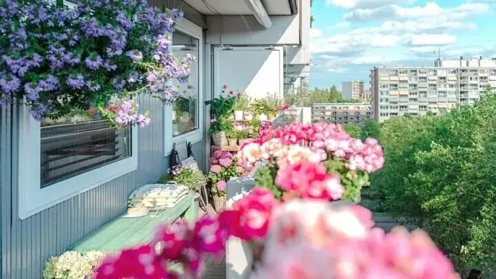 rose south-facing balcony sun