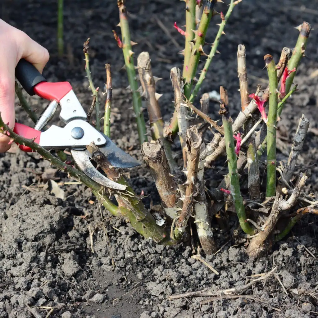 rose winter pruning hand pruner