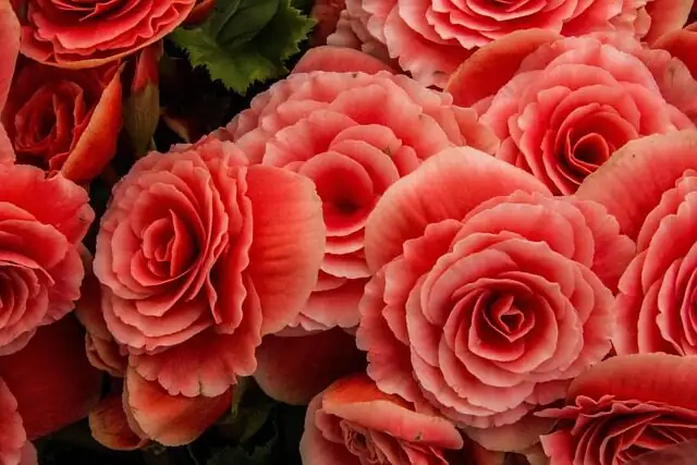 tuberous begonia watering at soil line