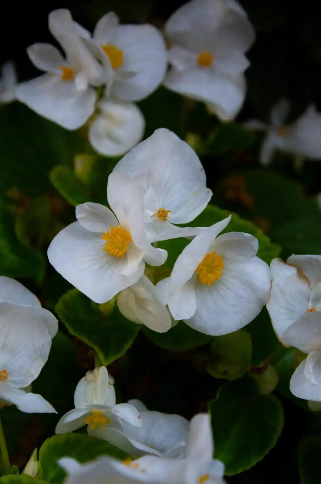 tuberous begonia tuber storage vermiculite