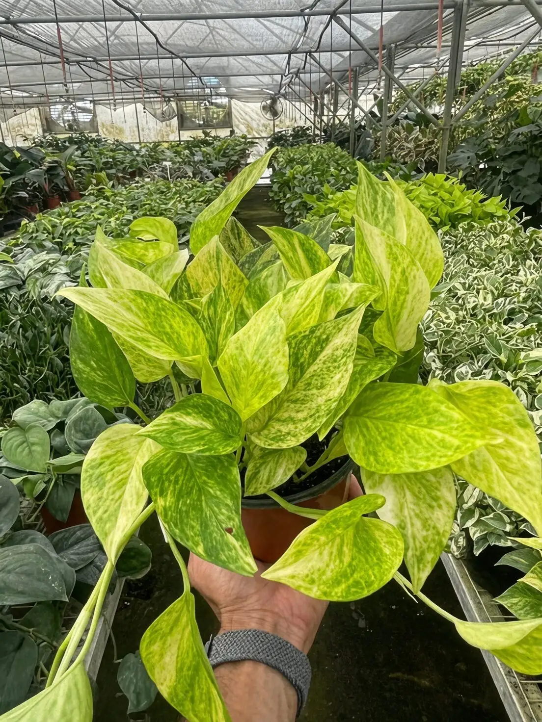 tuberous begonia heat stress wilt