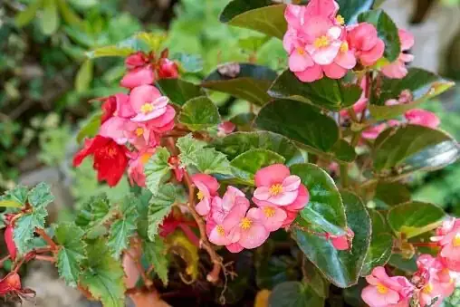 tuberous begonia thrips on flower