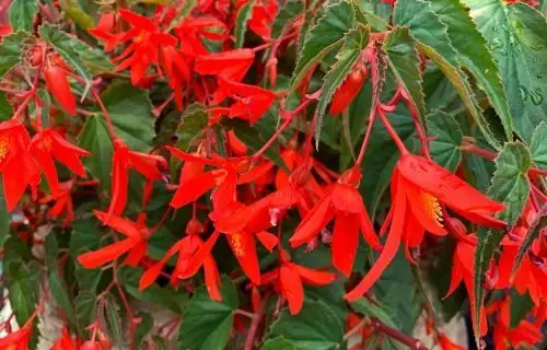 Begonia boliviensis flowers rocky Andes