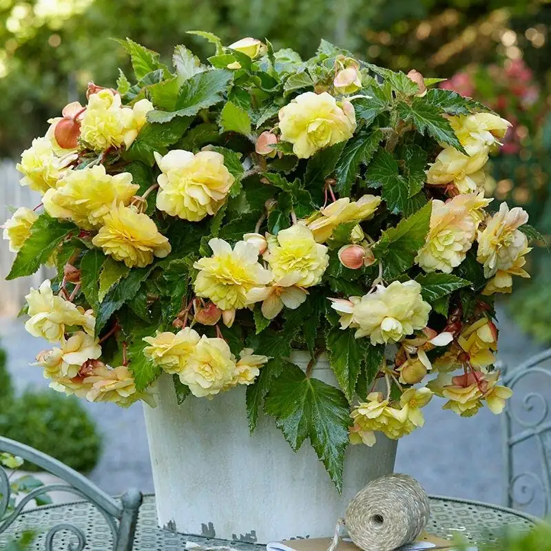 tuberous begonia balcony box bright shade