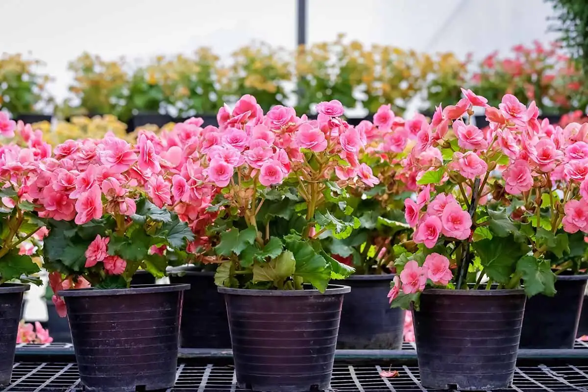 tuberous begonia tuber planting close-up
