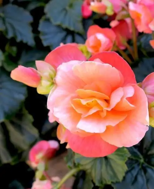 tuberous begonia tuber concave top close-up