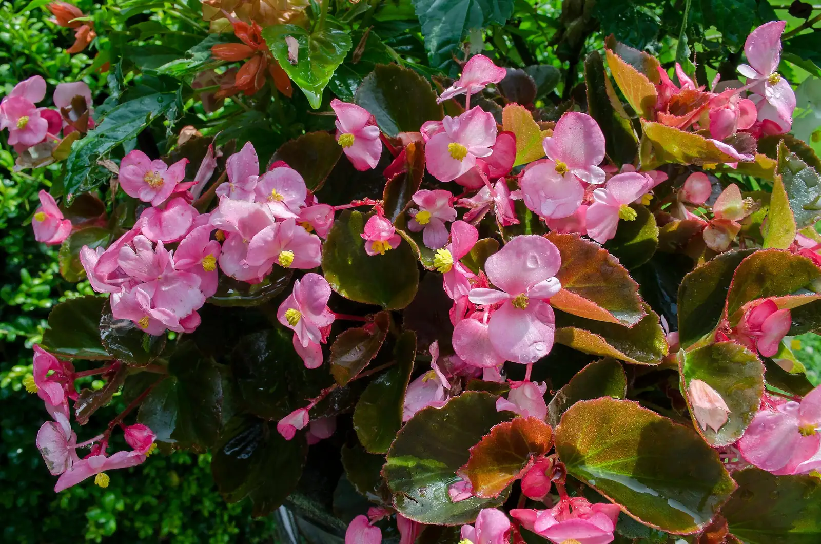 tuberous begonia shaded patio with fan